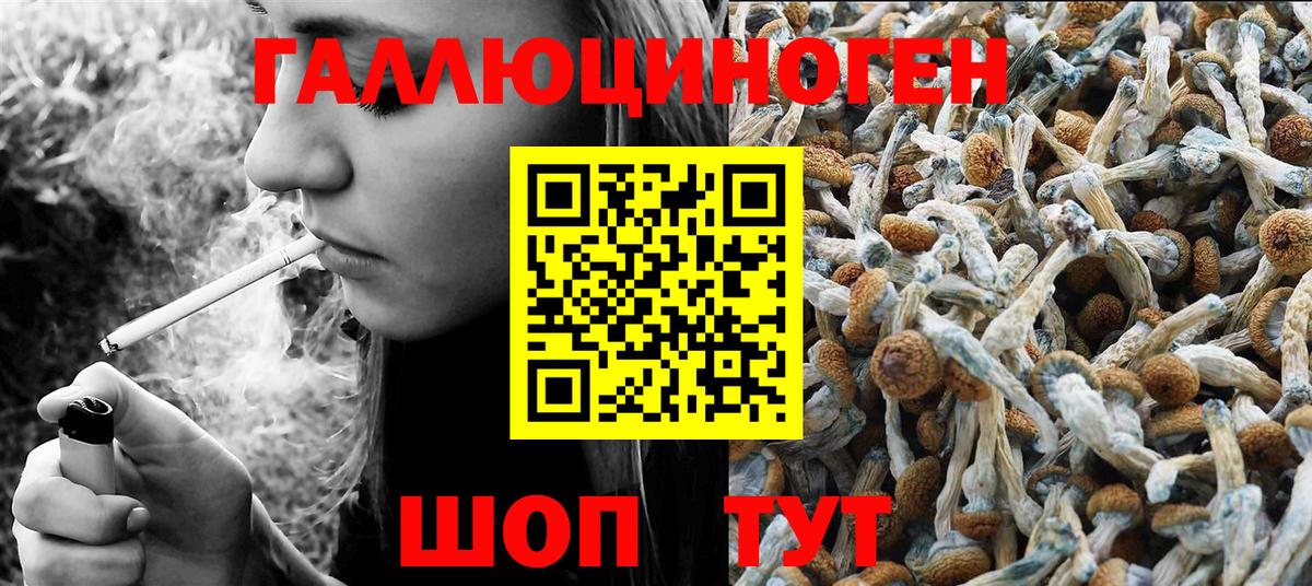 Псилоцибиновые грибы Cubensis Мурино